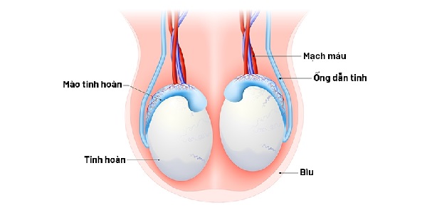 Cơ chế tác động của thận và tinh hoàn tới chức năng sinh lý nam