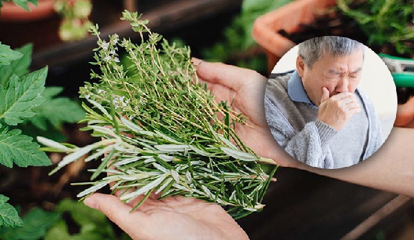 Các loại thảo mộc tự nhiên giúp giảm ho, bảo vệ phổi