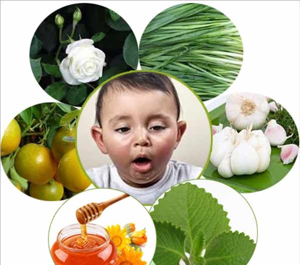 Rủi ro khi dùng sai thảo mộc trị ho, phổi