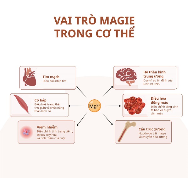 Triệu chứng thiếu hụt magie và lo âu kéo dài