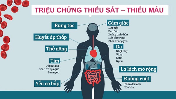 So sánh dinh dưỡng giữa nguồn sắt và vitamin B giúp phòng thiếu máu