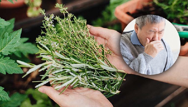 Thảo dược tự nhiên hỗ trợ điều trị các bệnh về phổi