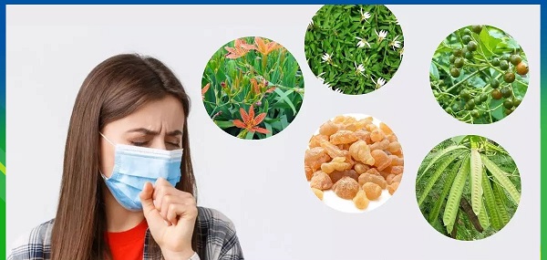 Bài thuốc nam hỗ trợ phổi khỏe mạnh