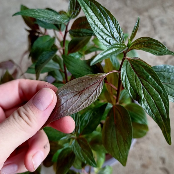 Thuốc nam nên dùng như phương pháp bổ trợ cho sức khỏe phổi