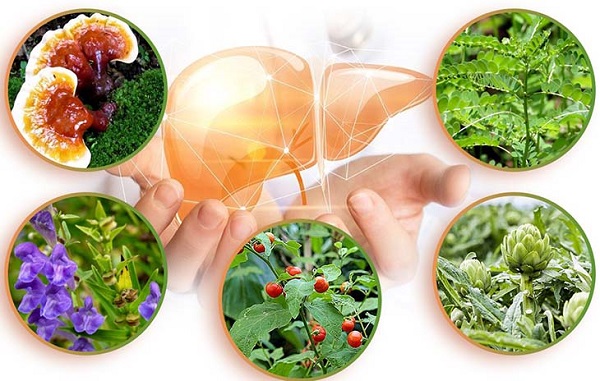 nguy cơ khi tự ý dùng thuốc nam trị viêm gan B