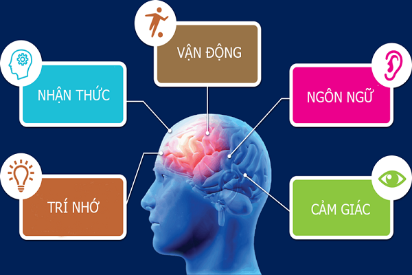 So sánh bổ não tự nhiên và thuốc bổ não