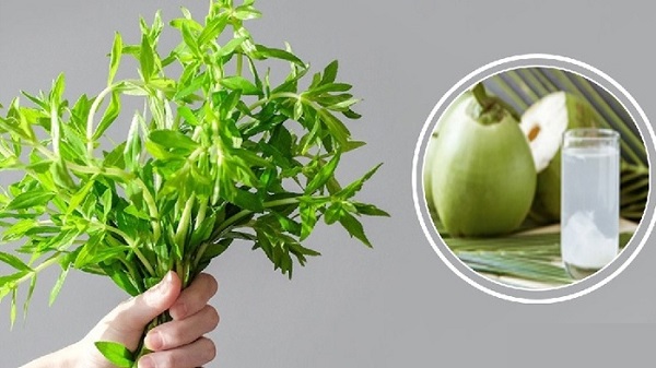 nước và chức năng mật, gan