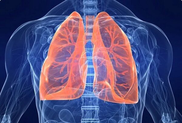 Thảo dược hỗ trợ điều trị viêm phổi, tăng sức khỏe sinh lý