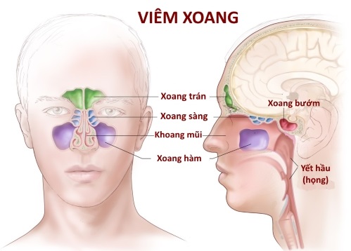 Chăm sóc sức khỏe mũi xoang bằng thảo dược thiên nhiên
