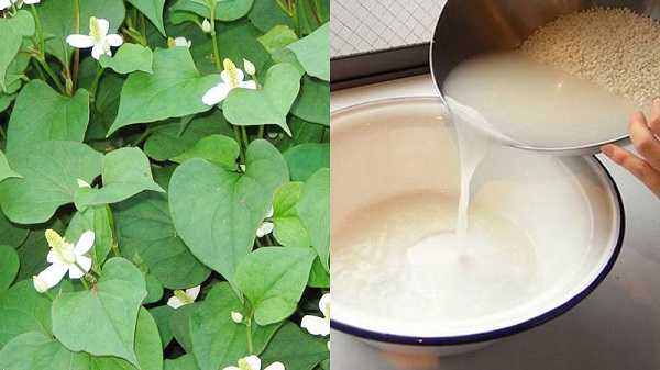 thuốc nam trị amidan - giải pháp tự nhiên cho tai mũi họng