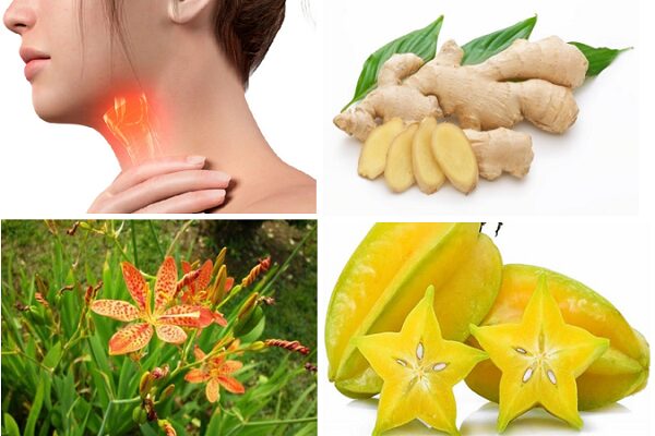Các loại thảo mộc tự nhiên hỗ trợ trị viêm thanh quản