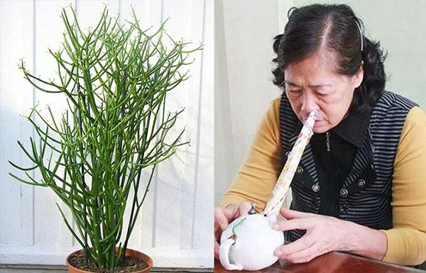 Hình ảnh các loại cây thuốc tốt hỗ trợ viêm mũi dị ứng