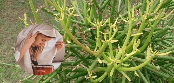 Ba loại cây thuốc nam hỗ trợ điều trị viêm mũi dị ứng hiệu quả