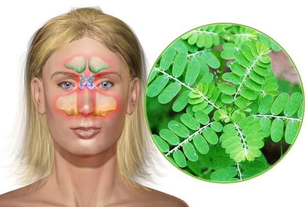 Cảnh báo về việc dùng thảo dược không đúng cách khi điều trị viêm mũi dị ứng