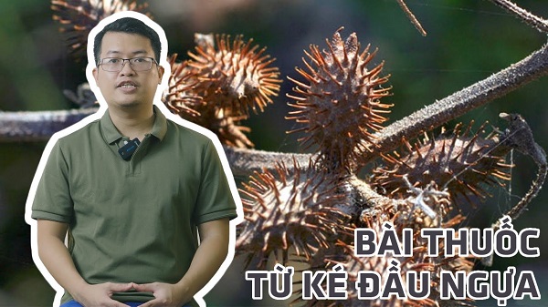 Ké đầu ngựa - Vị thuốc dân gian hỗ trợ điều trị viêm xoang