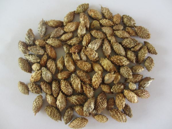 Lời khuyên dùng ké đầu ngựa cho người bị xoang