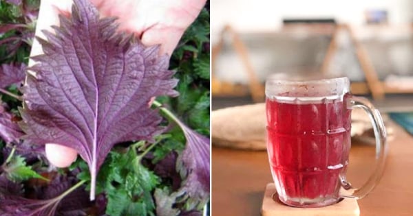 Nước tía tô giảm đau họng, hỗ trợ sức khỏe tai mũi họng