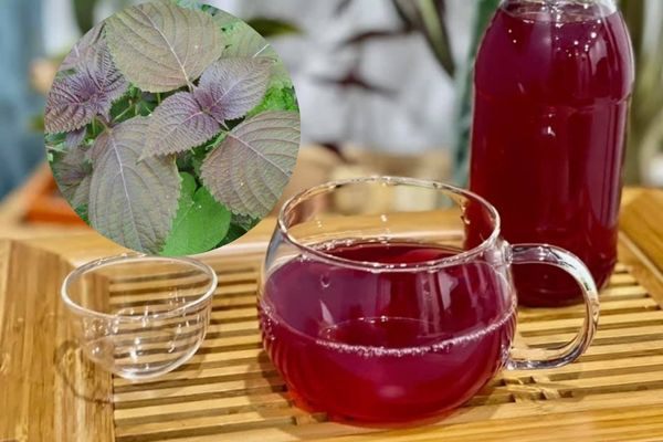 Thành phần tía tô giúp giảm đau họng