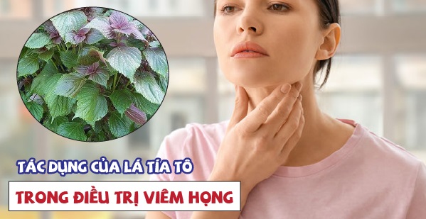 Cách dùng nước tía tô an toàn giảm đau họng