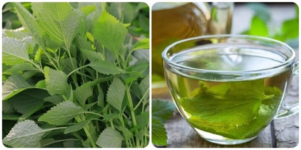 Thành phần và hoạt chất trong rau kinh giới hỗ trợ điều trị đau họng