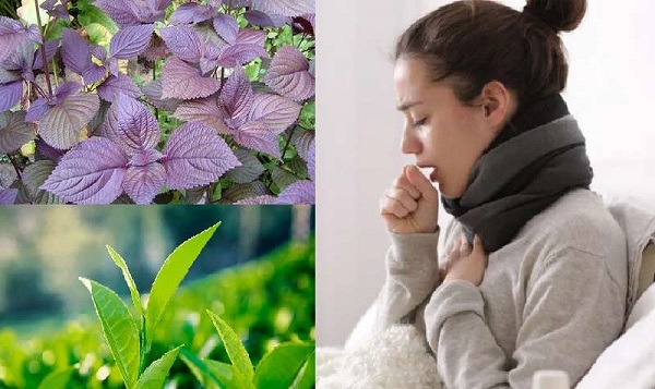 Hướng dẫn sử dụng rau kinh giới đúng cách hỗ trợ tai mũi họng