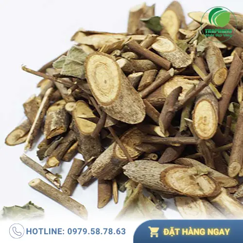 Địa chỉ bán cây an xoa chất lượng tại TP.HCM