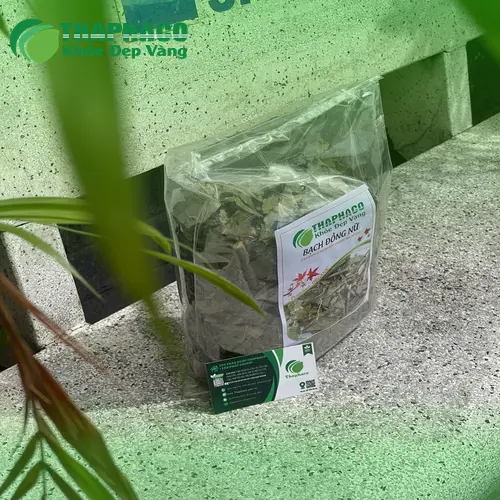 Lá Bạch Đồng Nữ tươi trước khi phơi khô