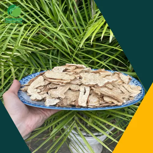 Dược Liệu Tấn Phát cung cấp bạch truật khô chất lượng