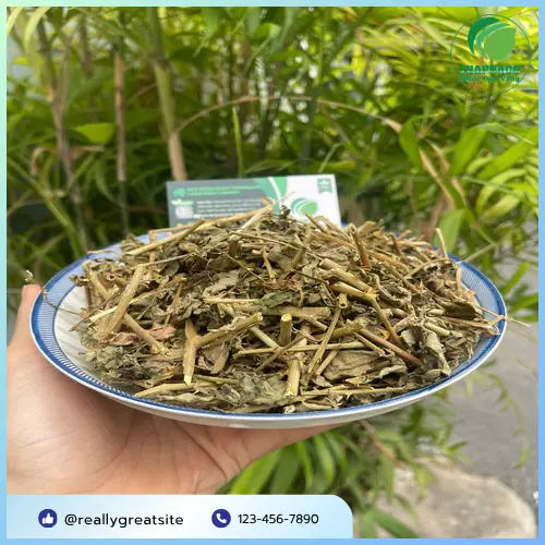 Hình ảnh cây cà gai leo tươi