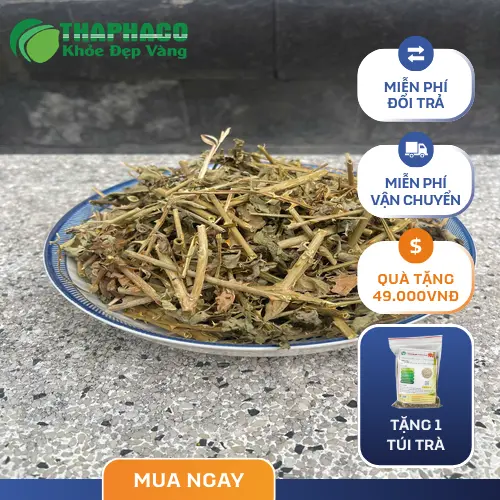 Công dụng cà gai leo sấy khô đối với sức khỏe gan