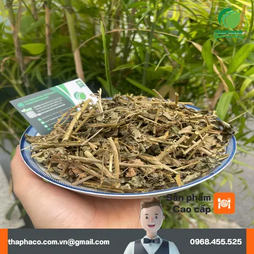 Quy trình sấy khô cà gai leo tiên tiến tại Dược Liệu Tấn Phát