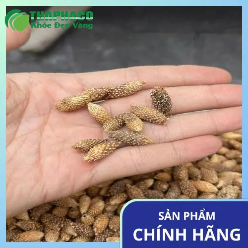 Địa chỉ bán ké đầu ngựa sấy khô tại TP.HCM