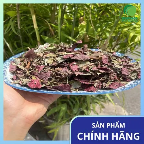 Hình ảnh lá đơn đỏ tươi và khô tại Dược Liệu Tấn Phát, đảm bảo nguồn gốc rõ ràng và chất lượng cao.