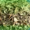 Mua Khổ Sâm Ở Đâu Vừa Rẻ Vừa Có Quà? Dược Liệu Tấn Phát