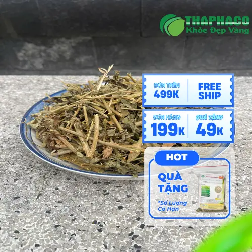 Cà Gai Leo Giá Rẻ Tại TP.HCM: Tấn Phát - Chuẩn Mực Chất Lượng
