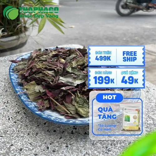 Quy trình chế biến thảo mộc khô đơn lá đỏ tại Dược Liệu Tấn Phát