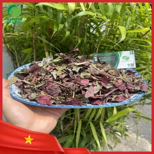 Lá đơn đỏ đã qua sơ chế và phơi khô đạt chuẩn tại Dược Liệu Tấn Phát