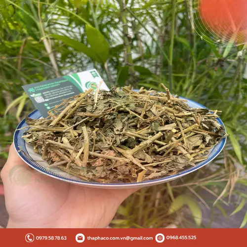 Dược tính của Cà Gai Leo giúp hỗ trợ gan