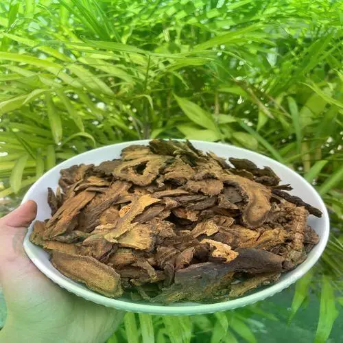 Tư vấn sử dụng Đại Hoàng từ chuyên gia THAPHACO