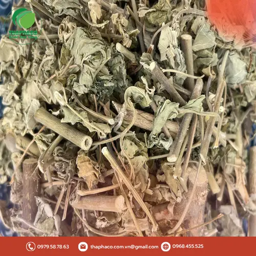 Sản phẩm cây cối xay chất lượng cao từ Dược Liệu Tấn Phát