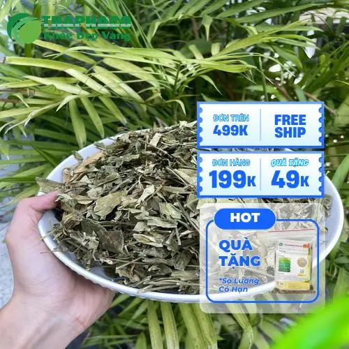 1kg Dây thìa canh giá bao nhiêu? Cập nhật giá Dược Liệu Tấn Phát