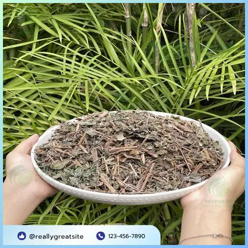Chè Dây Dược Liệu Tấn Phát: Đánh Giá Chất Lượng Cao Cấp Từ Chuyên Gia