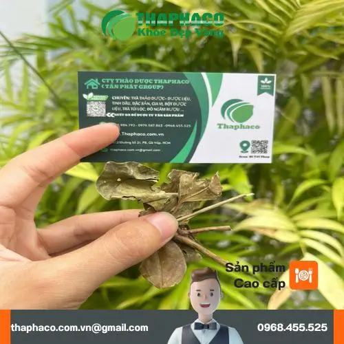 Hình ảnh cây chè vằng tươi và khô