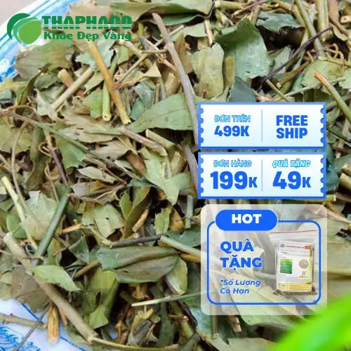 Chè vằng khô nguyên chất Dược Liệu Tấn Phát