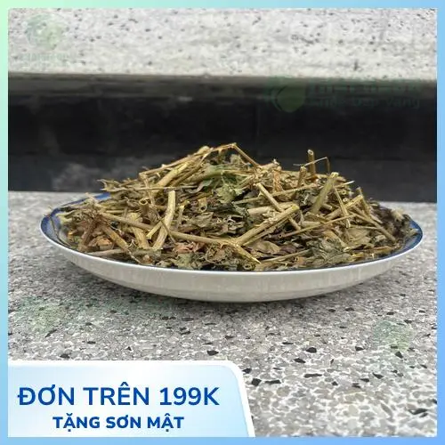 Cà Gai Leo Thảo Dược Hữu Cơ Cao Cấp Dược Liệu Tấn Phát