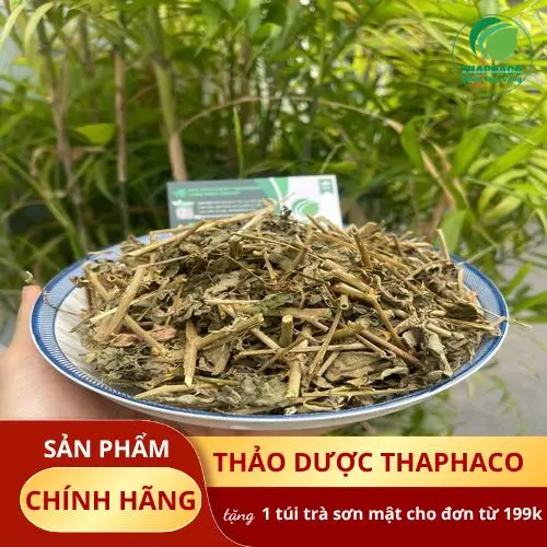 Cà gai leo chất lượng cao từ Dược Liệu Tấn Phát, thảo dược hữu cơ