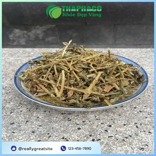 Cây cà gai leo tươi - Thảo dược hữu cơ chất lượng cao tại Dược Liệu Tấn Phát