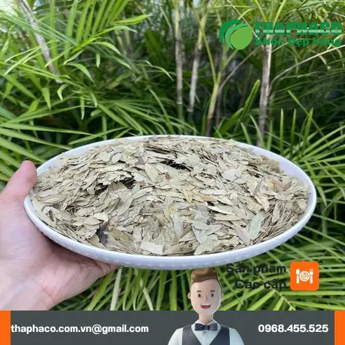 Phan Tả Diệp khô chất lượng cao từ Dược Liệu Tấn Phát