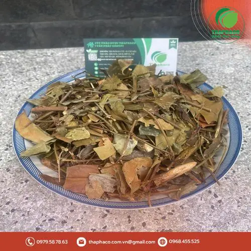 Hình ảnh cây chè vằng và lá tươi