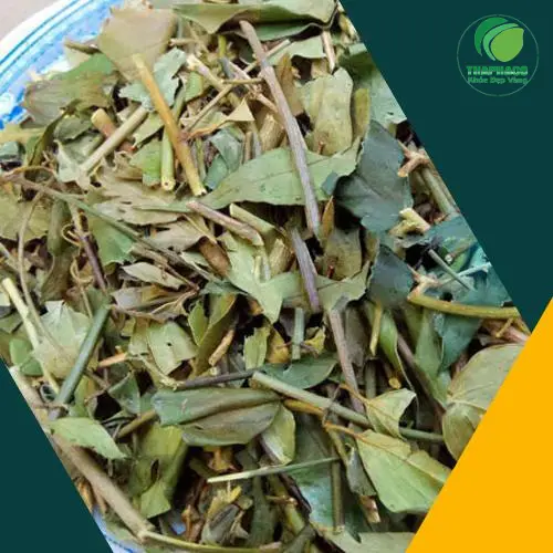 Lợi ích chè vằng cho sức khỏe và dinh dưỡng